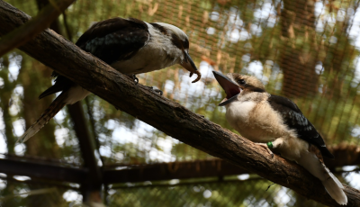 Kirep&uuml;lt a f&eacute;szekből a Miskolci &Aacute;llatkert kacag&oacute;jancsi-fi&oacute;k&aacute;ja