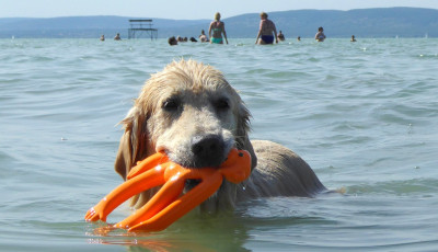 Kutyastatisztika: 878 ezer kuty&aacute;t tartanak sz&aacute;mon haz&aacute;nkban -A Bella, Luna, &eacute;s Molly a legn&eacute;pszerűbb kutyanevek