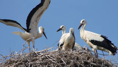 Rekordsz&aacute;m&uacute; g&oacute;lyafi&oacute;k&aacute;t gyűrűztek id&eacute;n - Ebből 45 Borsodban kapott jel&ouml;l&eacute;st