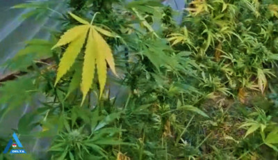 9 tő marihu&aacute;n&aacute;ra bukkantak a rendőr&ouml;k egy 18 &eacute;ves szendrői fi&uacute;n&aacute;l - VIDE&Oacute;