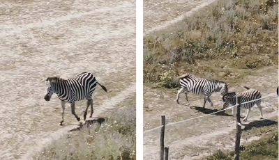 Am&uacute;gy a zebr&aacute;k j&oacute;l vannak Hatvanpuszt&aacute;n&aacute;l - VIDE&Oacute;