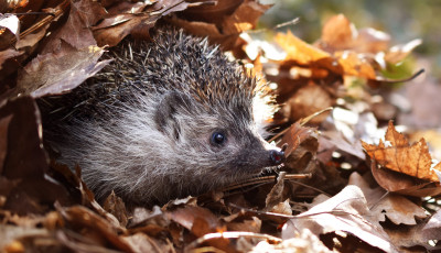 Itt a s&uuml;n&ouml;k t&eacute;li &aacute;lma - &Oacute;vatosan a lombhalmokkal, s&uuml;n&ouml;k b&uacute;jhatnak meg alattuk