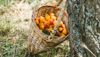 Baracksz&uuml;retre fel - Mutatjuk hol szedd magad Borsodban