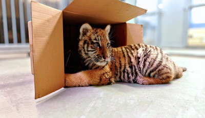 P&eacute;ntektől a nagyk&ouml;z&ouml;ns&eacute;g is l&aacute;thatja Pabl&oacute;t, az elkobzott kistigrist a Főv&aacute;rosi &Aacute;llatkertben