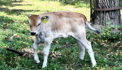 Sz&uuml;rkemarha-borj&uacute;val bőv&uuml;lt a Miskolci &Aacute;llatkert