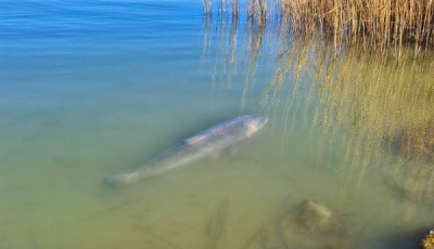 Napoz&oacute; &oacute;ri&aacute;sbus&aacute;t fot&oacute;ztak a Balatonban