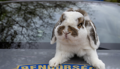 M&aacute;r a rendőrs&eacute;g is k&eacute;ri, ne &eacute;lő nyuszit vegyetek a gyerekeknek h&uacute;sv&eacute;tra!
