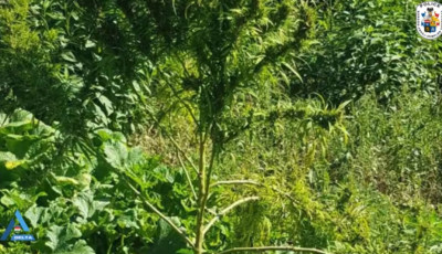 Anya &eacute;s fia termesztette a cannabist Keszny&eacute;t&eacute;n - Vide&oacute; az elfog&aacute;sr&oacute;l