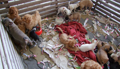 Megszavazta a korm&aacute;ny - Szigorodnak az &aacute;llatv&eacute;delmi szab&aacute;lyok