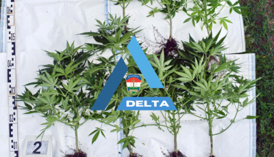 Otthon&aacute;ban termesztette a tiltott n&ouml;v&eacute;nyt