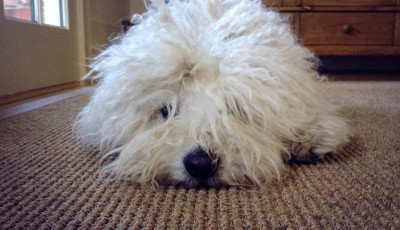 Meghalt a vil&aacute;g legh&iacute;resebb pulija, Zuckerberg kutyusa