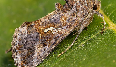 Lepkeinv&aacute;zi&oacute;? - Ismerd meg a gammabagoly lepk&eacute;t!