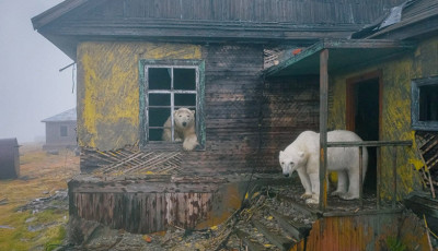 Jegesmedv&eacute;k lakt&aacute;k be az elhagyott szovjet b&aacute;zist - VIDE&Oacute;