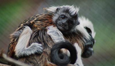 H&aacute;tizs&aacute;kos baba a Miskolci &Aacute;llatkertben &ndash; apu a sofőr, a kicsi a szt&aacute;r