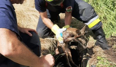 Tűzolt&oacute;k seg&iacute;tettek a bajba jutott őzik&eacute;n