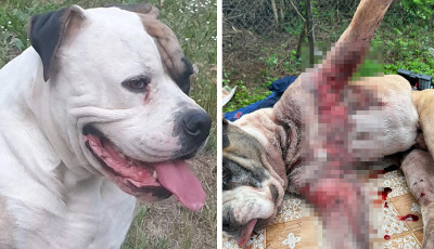 S&ouml;r&eacute;tes pusk&aacute;val lőttek a k&eacute;pviselő kuty&aacute;j&aacute;ra Arl&oacute;n - Csak erős idegzetűeknek! 18+