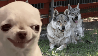 A bullmasztiff semennyire, na de a csivava&hellip; - Ezek a kutyafajt&aacute;k a legink&aacute;bb farkasok