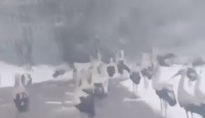 Nagy bajban vannak a m&eacute;g vonul&oacute; g&oacute;ly&aacute;k - Bulg&aacute;ri&aacute;ban dideregnek szeg&eacute;nyek - VIDE&Oacute;